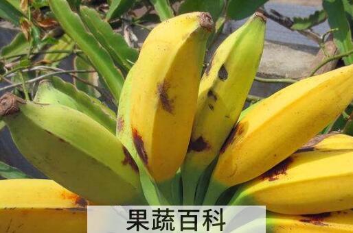 牛角蕉和香蕉区别 牛角蕉怎么吃好