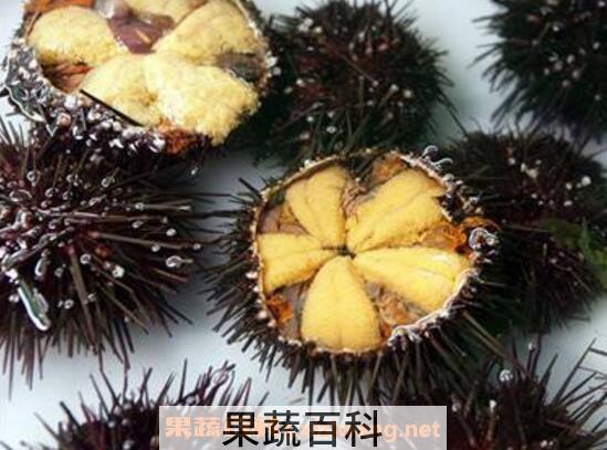海胆的营养价值与功效