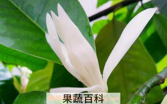 白兰花的功效与作用 白兰花的副作用