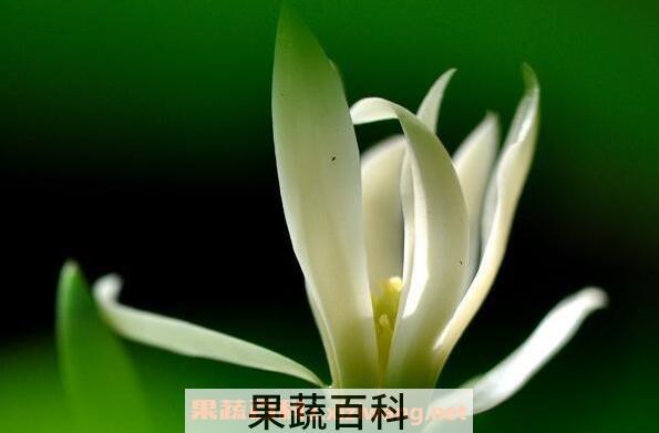 白兰花的功效与作用 白兰花的副作用