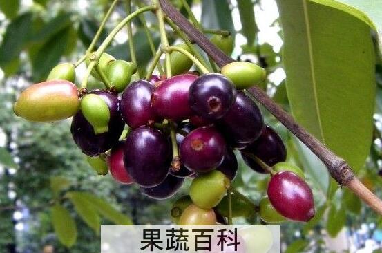 海南蒲桃的功效与作用 海南蒲桃怎么吃