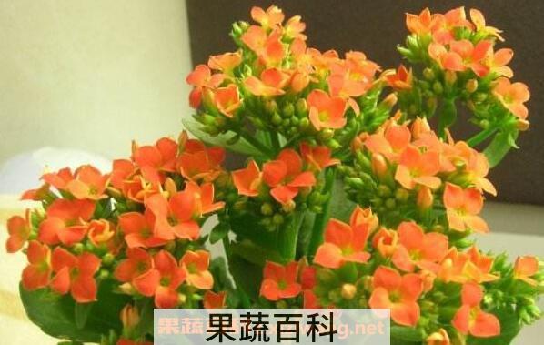 长寿花的功效与作用 长寿花对风水的影响