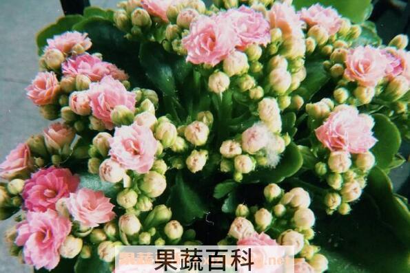 长寿花的功效与作用 长寿花对风水的影响