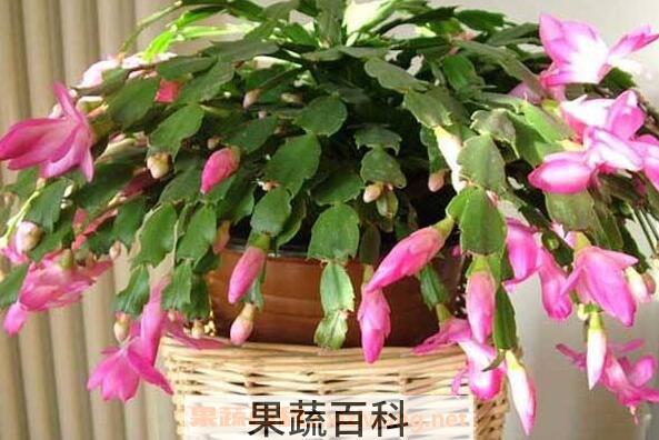 蟹爪兰花的功效与作用 蟹爪兰花泡水喝的功效