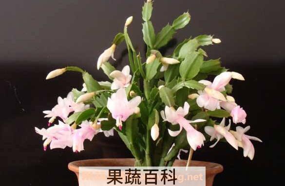 蟹爪兰花的功效与作用 蟹爪兰花泡水喝的功效