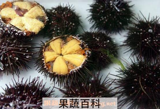 海胆吃多了会怎样 海胆什么人不能吃