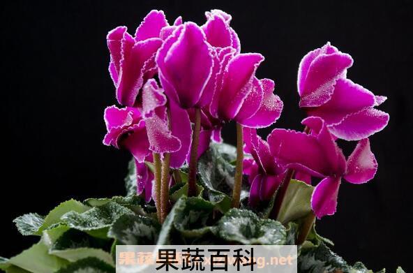 仙客来的药用价值 仙客来的副作用
