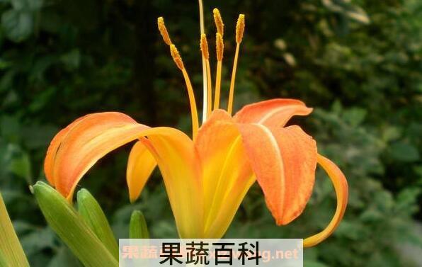 萱草花的功效与作用 萱草花的花语是什么