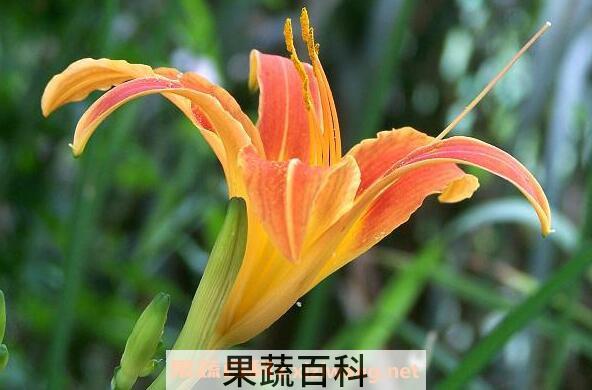 萱草花的功效与作用 萱草花的花语是什么