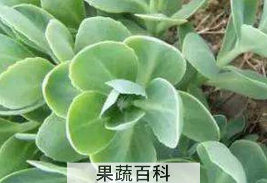 费菜怎么吃 费菜的吃法