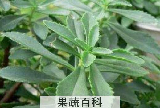 费菜的功效与作用 费菜的副作用
