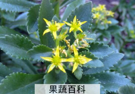 费菜的功效与作用 费菜的副作用