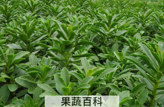 费菜泡水喝的功效与作用
