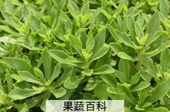 费菜泡水喝的功效与作用