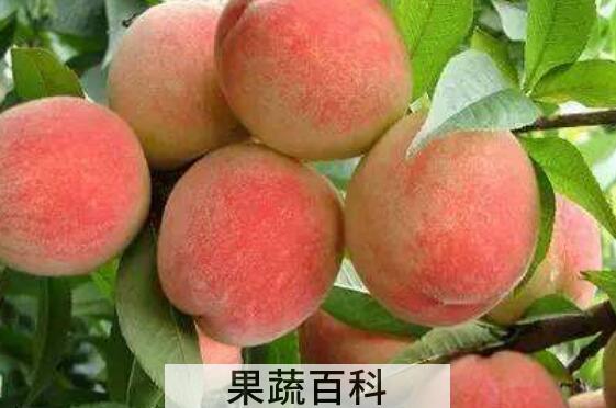 桃子有什么好处和坏处