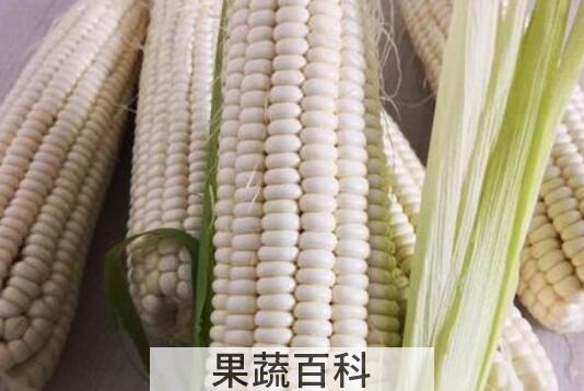 白色糯玉米的功效与作用