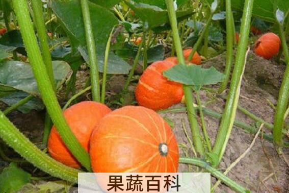红皮南瓜怎么吃 红皮南瓜最简单的吃法