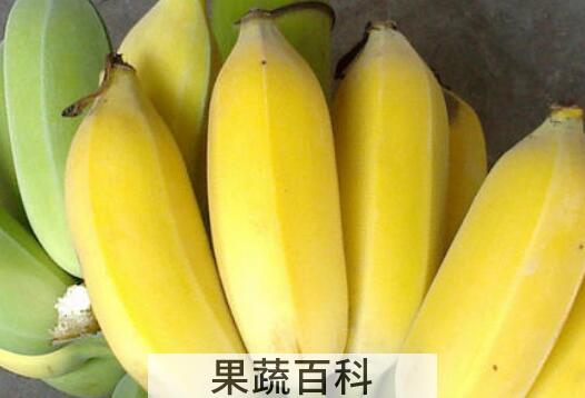 仙人蕉的功效与作用 仙人蕉怎么吃好