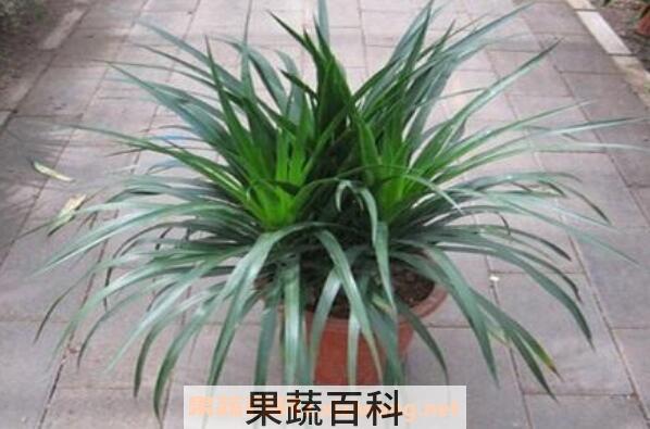龙须树和龙血树的区别 龙须树怎么养