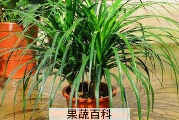 龙须树和龙血树的区别 龙须树怎么养