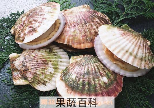 扇贝哪里不能吃 吃扇贝的禁忌