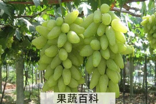 金手指葡萄的功效与作用 金手指葡萄的营养价值