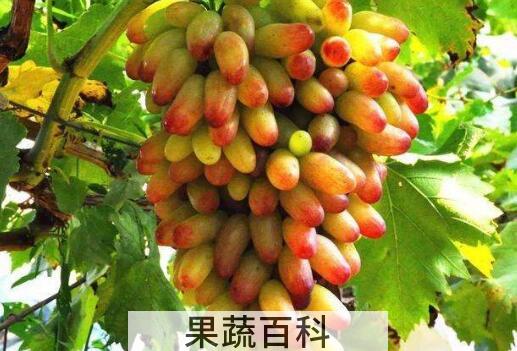 金手指葡萄的功效与作用 金手指葡萄的营养价值