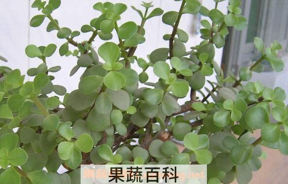 金枝玉叶有什么功效 金枝玉叶的功效与作用