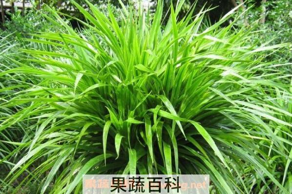 龙须树的功效与作用 什么属相不能养龙须树