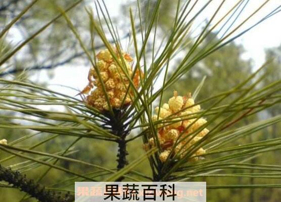 自采松花粉怎么吃 自采松花粉的吃法技巧