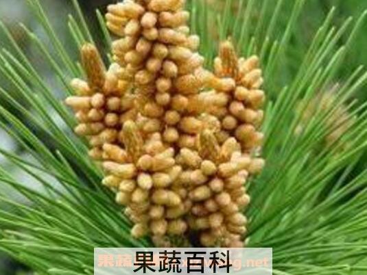 自采松花粉怎么吃 自采松花粉的吃法技巧