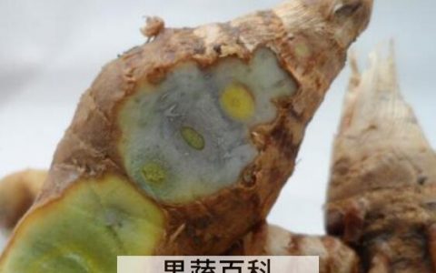 绿姜的功效与作用 吃绿姜的好处有哪些