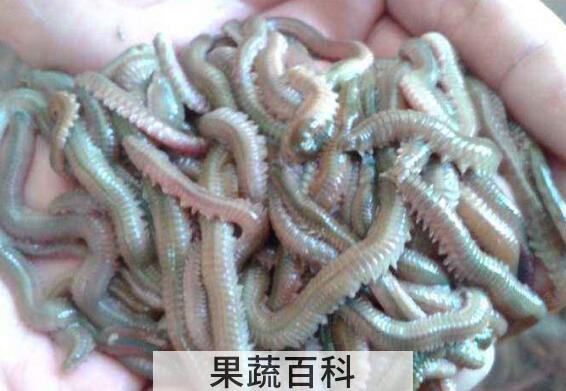 沙蚕能吃吗 沙蚕怎么吃