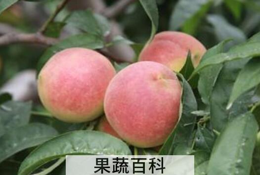 寒露蜜桃什么时候成熟 寒露蜜桃的特点