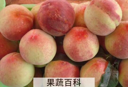 寒露蜜桃什么时候成熟 寒露蜜桃的特点