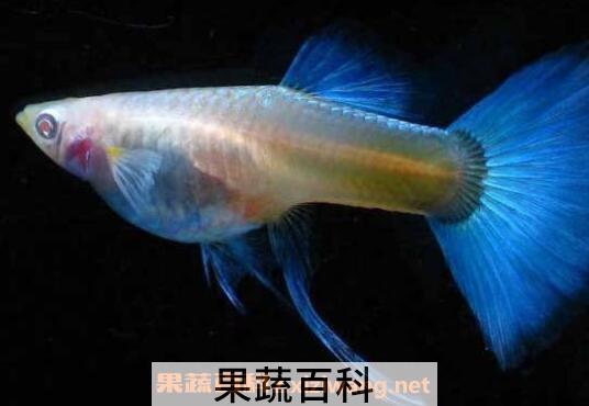 孔雀鱼怎么养 孔雀鱼的养殖方法技巧