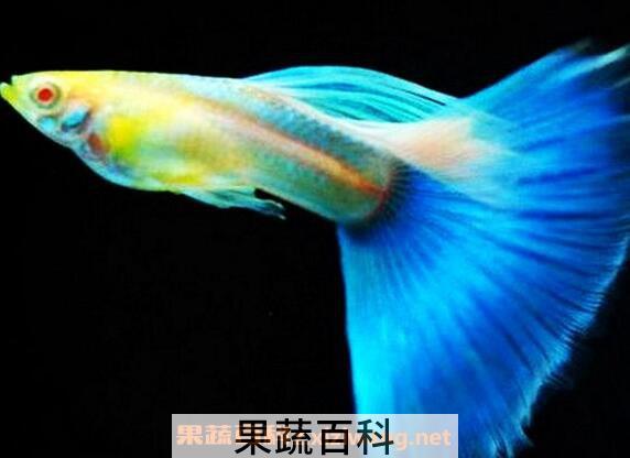 孔雀鱼怎么养 孔雀鱼的养殖方法技巧