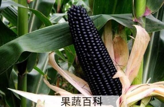 黑糯玉米的功效与作用