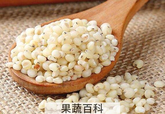 糯高粱米的功效与作用