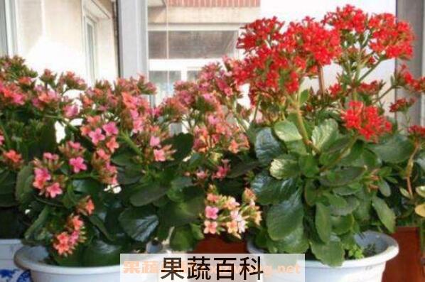 家里千万不能养的6种花