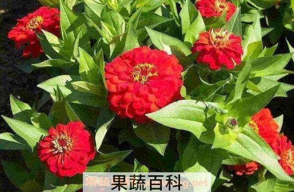 家里千万不能养的6种花