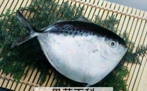 月亮鱼的功效和作用