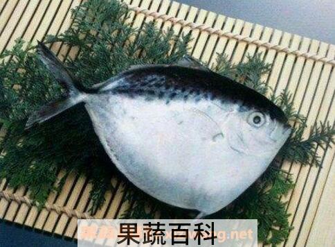 月亮鱼的功效和作用