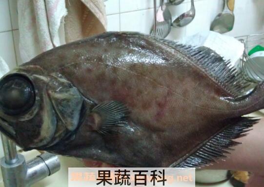 月亮鱼的功效和作用