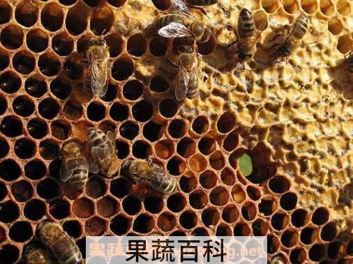 老蜂巢怎么吃 老蜂巢治疗鼻炎怎么吃