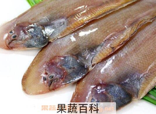 玉秃鱼的作用和功效
