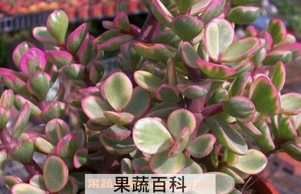 雅乐之舞的作用与功效 雅乐之舞净化空气吗
