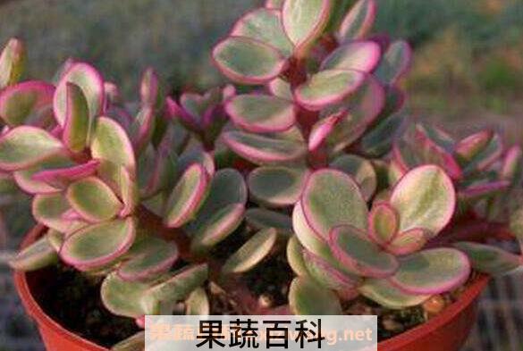 雅乐之舞的作用与功效 雅乐之舞净化空气吗