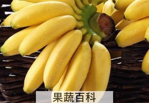 西贡蕉的功效与作用及禁忌