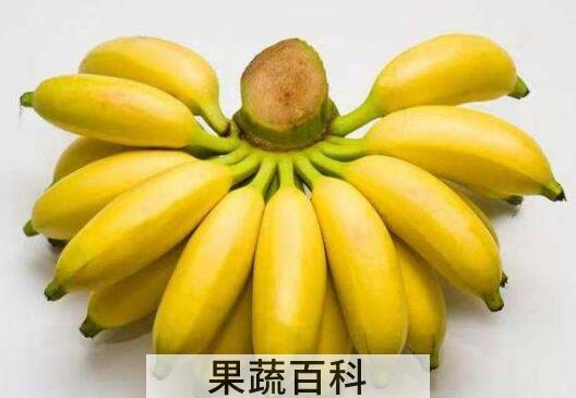 西贡蕉的功效与作用及禁忌